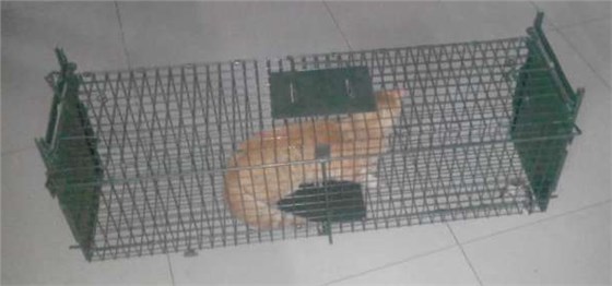 流浪貓救助用誘捕籠