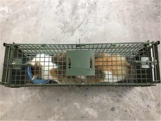 景隆捕貓籠救助流浪貓