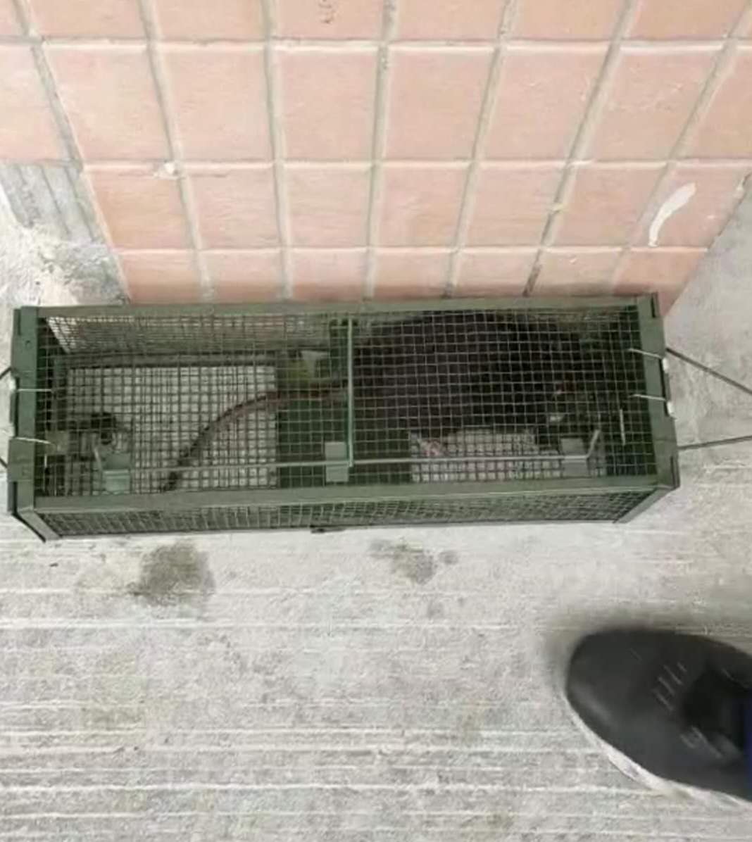 滄州景隆雙門捕鼠籠