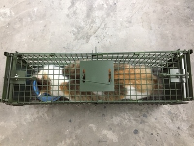 捕貓籠的原理是什么，會(huì)傷害貓嗎